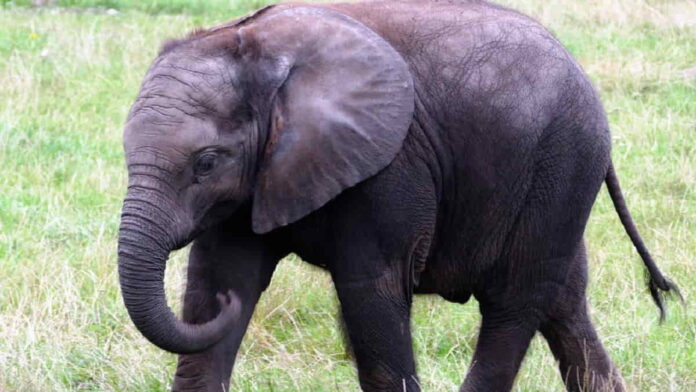 Fungsi Belalai Gajah, Salah Satunya Ibarat Tangan