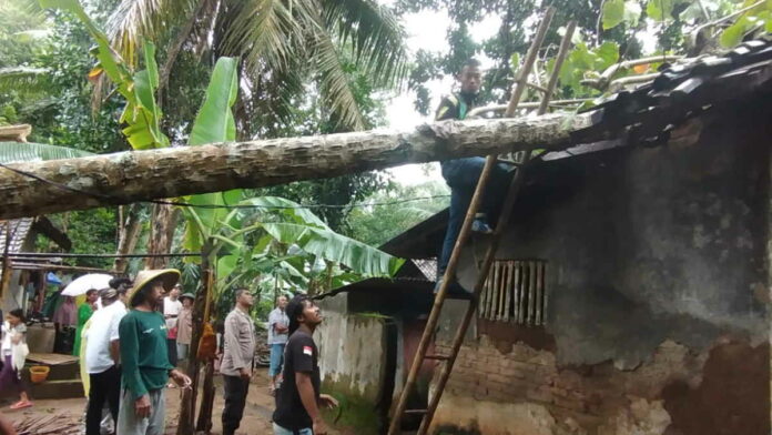 Hujan Disertai Angin Kencang, Rumah Warga Pamarican Ciamis Tertimpa Pohon Waru