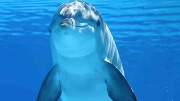 Jenis Mamalia Laut, Ada yang Tergolong Ordo Cetacea
