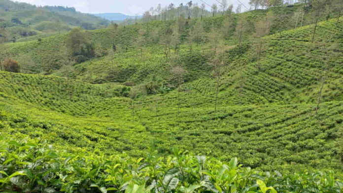Kebun Teh Taraju Tasikmalaya