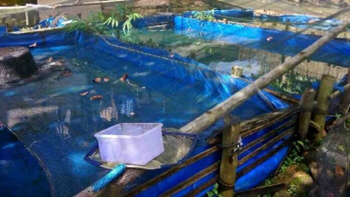 Keuntungan Budidaya Ikan Patin di Kolam Terpal, Wajib Tahu