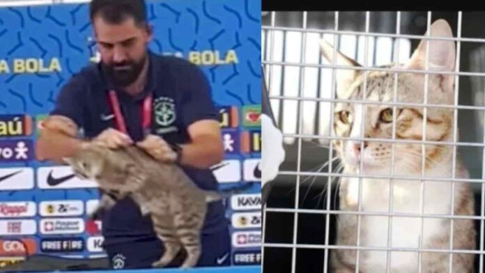 Kucing yang Dilempar Petugas