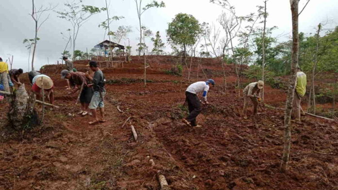 Manfaatkan Lahan Kosong, Petani di Desa Cimanggu Pangandaran Tanam Sorgum