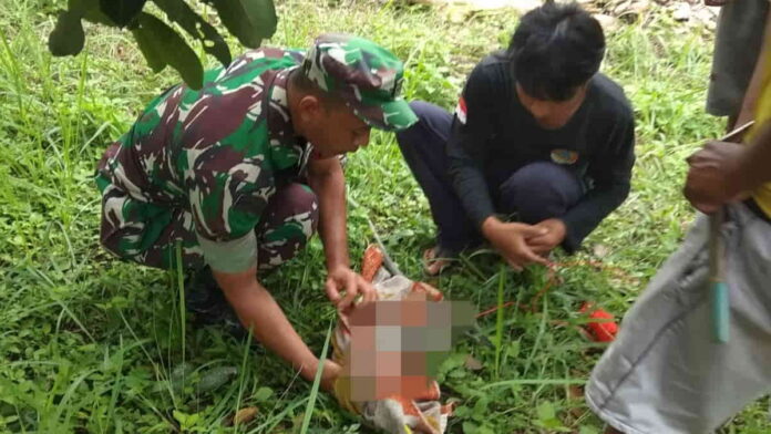 Monyet Liar yang masuk ke pemukiman warga