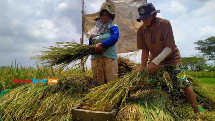 Panen Padi di Kota Banjar