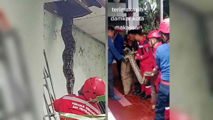 Penemuan Ular Piton Raksasa di Plafon Rumah Bikin Heboh Warga Makassar