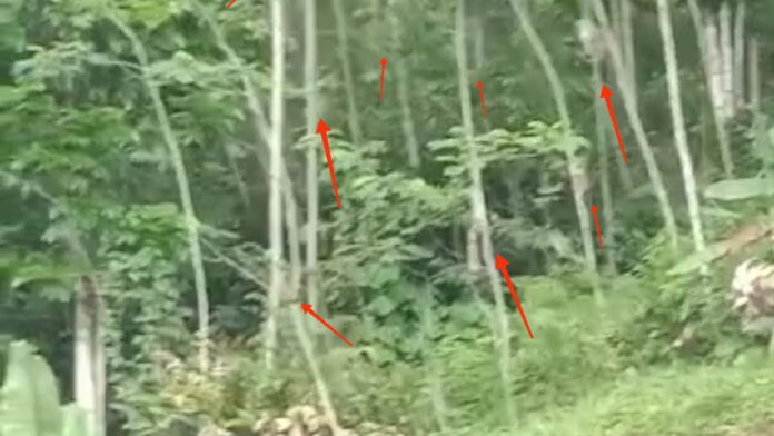Ratusan Monyet Liar Teror Warga Desa Tanjungsari Tasikmalaya