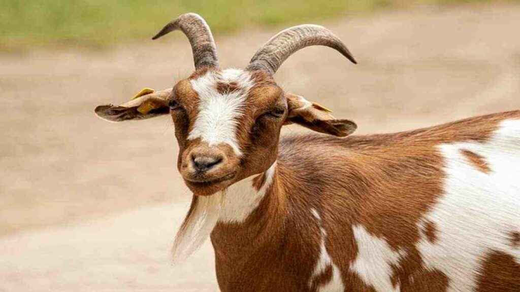Sejarah Qurban dan Aqiqah