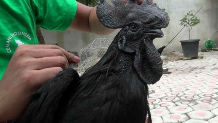 Ternak Ayam Cemani Berpeluang Tinggi, Begini Caranya