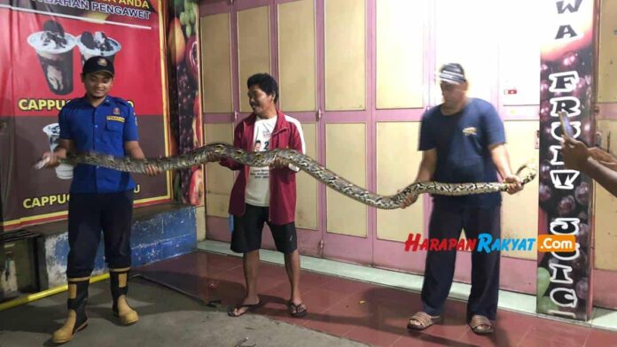 Ular sanca kembang