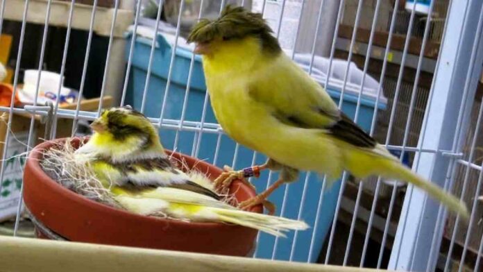Usaha Ternak Burung Kenari untuk Pemula Dijamin Berhasil