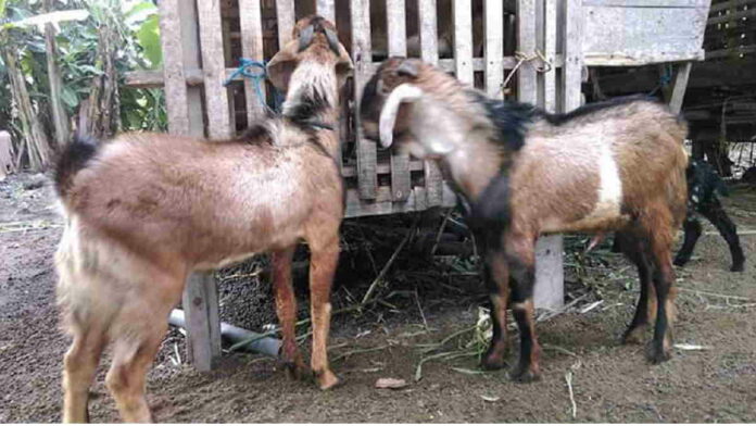 Usaha Ternak Kambing Jawa untuk Pemula, Ini Tips agar Berhasil