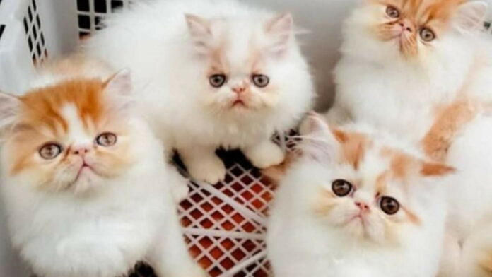 Usaha Ternak Kucing Persia Peluang Bagus, Harga Jual Tinggi