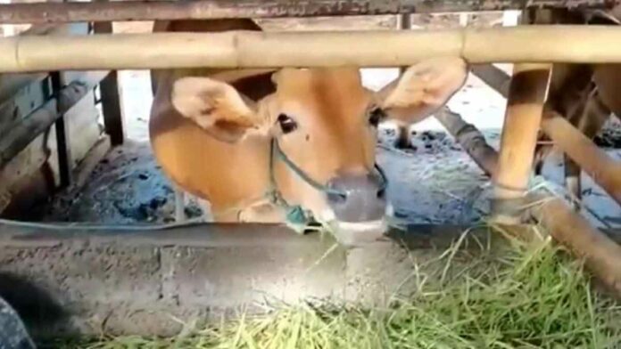 Usaha Ternak Sapi Bali, Perawatan Mudah dengan Peluang Tinggi