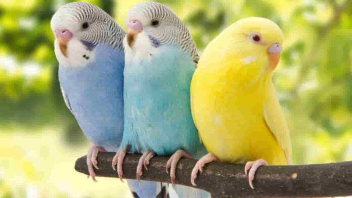 Perbedaan Aves dan Mamalia Pada Kelas Hewan Vertebrata