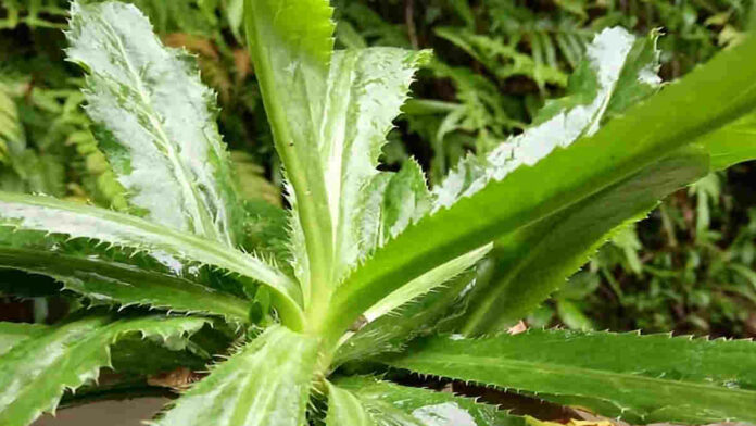 Manfaat Daun Walang Sangit, Atasi Bau Badan dan Penyakit Lain