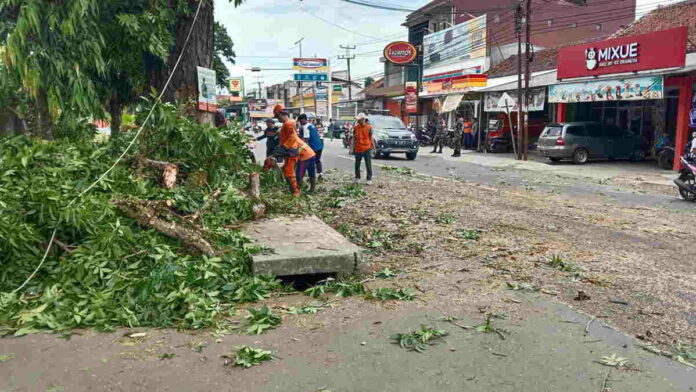 Antisipasi Kecelakaan, Tagana Pangandaran Tebang Pohon Pinggir Jalan Raya