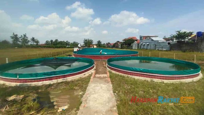 Budidaya Ikan Nila di Kota Banjar Menjanjikan, Omset Hingga Puluhan Juta