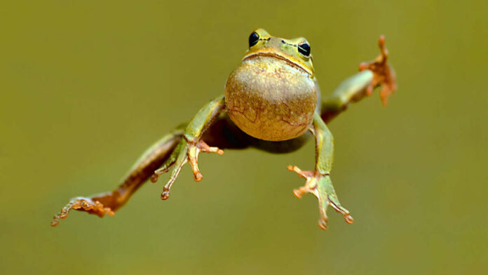 Cara Katak Berkembang Biak Ternyata Beragam, Ini Penjelasannya!