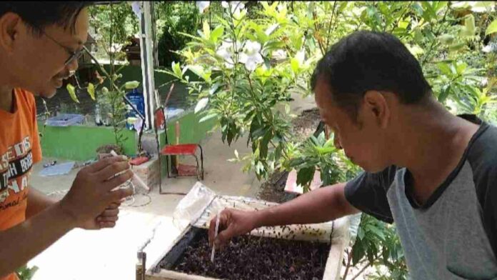 Lebah madu trigona