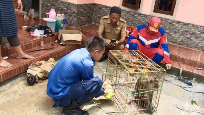 Monyet Peliharaan Lepas, Ganggu Warga Kawali Ciamis