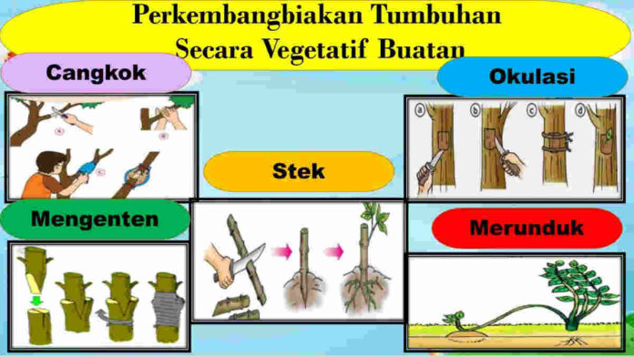 Perkembangbiakan Vegetatif Buatan, Ini Jenis dan Contohnya!