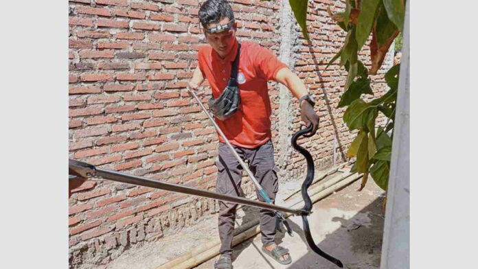 Petugas Damkar Kota Banjar Tangkap Ular Kobra Jawa di Rumah Ketua Bawaslu