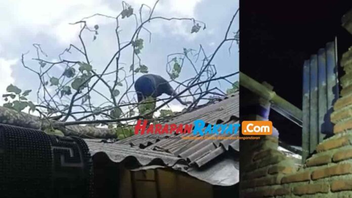Pohon Tisuk Tumbang