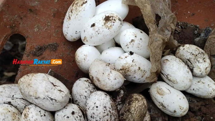 Puluhan Telur Ular di Garut