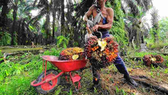 Rekomendasi Saham CPO 2023 Diprediksi Mengalami Penurunan