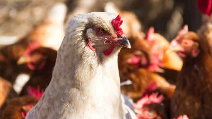 ilustrasi ayam