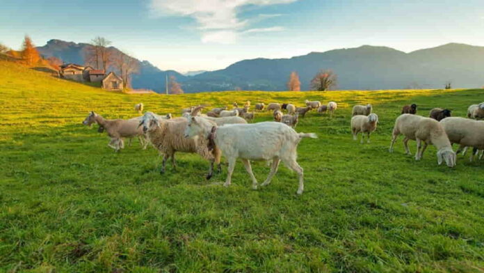 Ternak Kambing Ras Senduro, Modal Ringan Banyak Untungnya