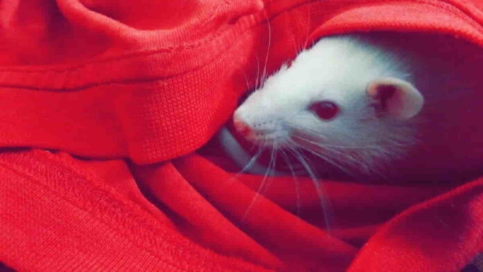 Ternak Tikus Putih Terbukti Menjanjikan, Cermati Hal Penting Ini!