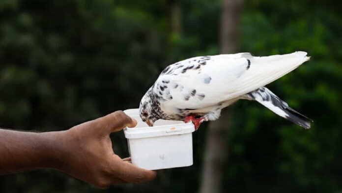 Ternak Ulat Kandang bagi Pemula, Pakan Burung Terpopuler