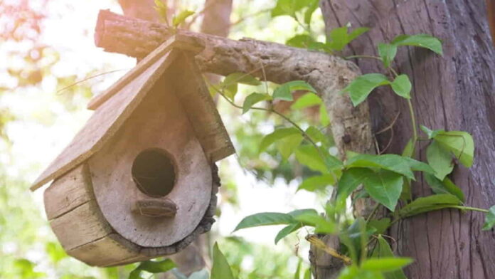 Usaha Ternak Burung Walet, Dari Persiapan Sampai Panen