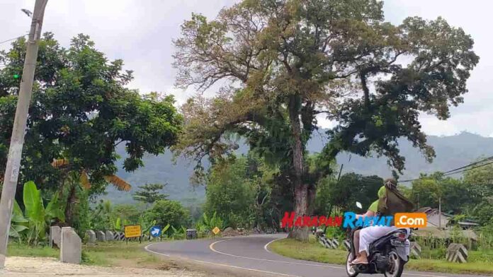 pohon mahoni besar