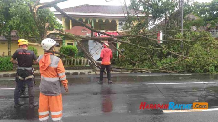 4 Pohon Tumbang di Jalan Nasional Ciamis Akibat Hujan Deras dan Angin Kencang