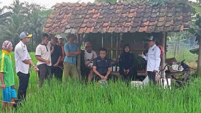 Antisipasi Serangan Hama, Ini yang Dilakukan BP3K Kawali Ciamis