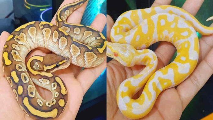 Arti Mimpi Bertemu Ular Kuning