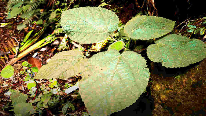 Bahaya Daun Kemadu Si Daun Neraka, Bisa Sebabkan Kematian