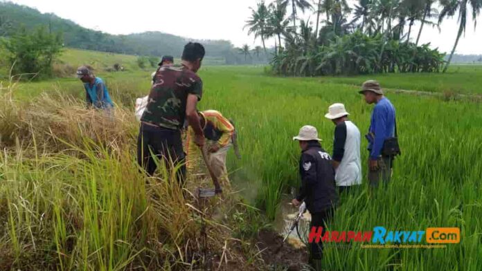 Hama Tikus Menyerang Persawahan di Kota Banjar