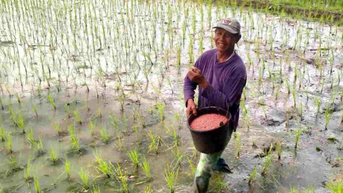 Pupuk Subsidi Naik