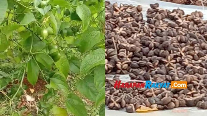 Kacang Inca