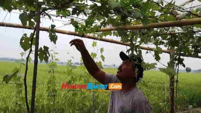 Budidaya Pohon Anggur