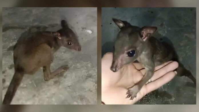 Mengenal Lau-lau, Kanguru Kecil dari Indonesia