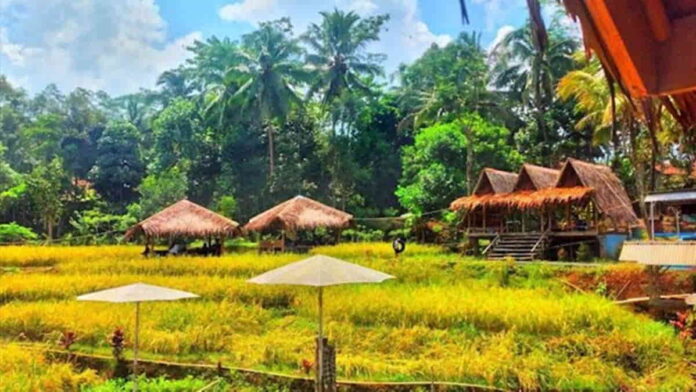 Sawah Geulis Tasikmalaya