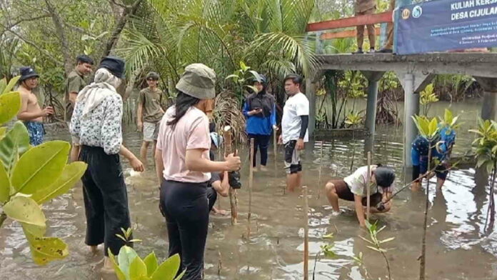 Peduli Lingkungan dan Biota Laut, Mahasiswa Unpad Tanam Pohon Mangrove di Pangandaran
