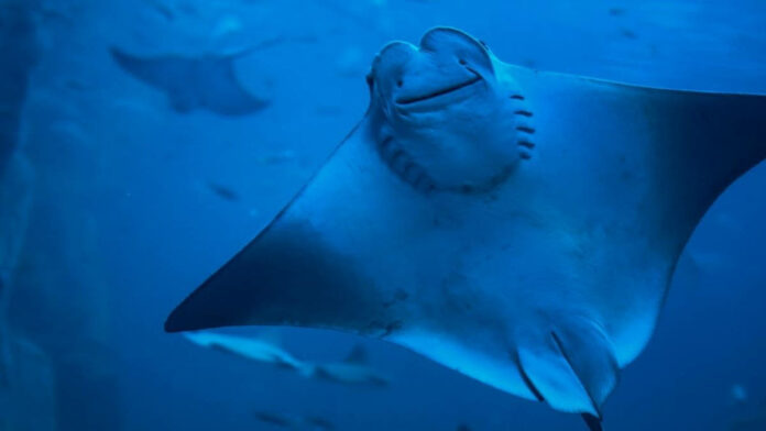 Penemuan Ikan Manta Terbesar di Dunia, Sangat Langka!