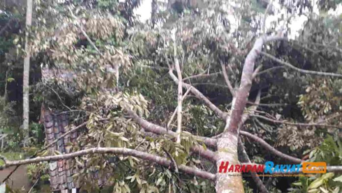 Pohon Durian Menimpa Rumah Warga Karangkamiri Pangandaran saat Hujan Angin