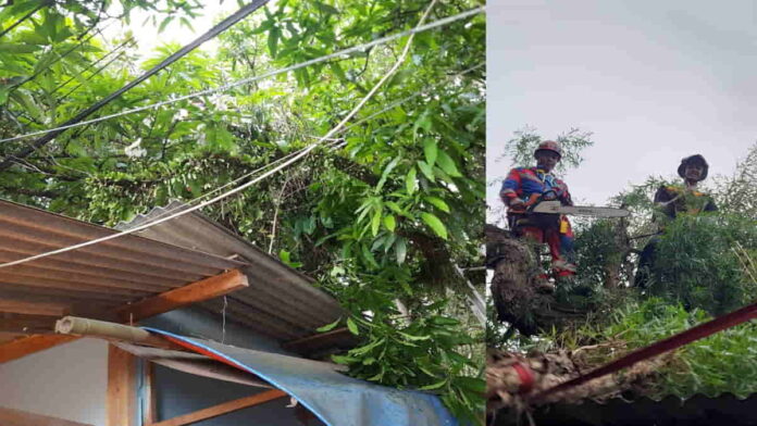 Pohon Kayu Putih Tumbang